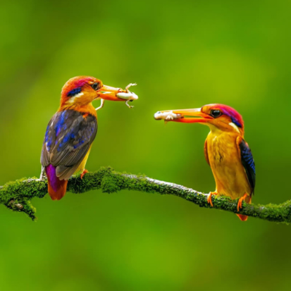 Bharatpur Bird Sanctuary Tour