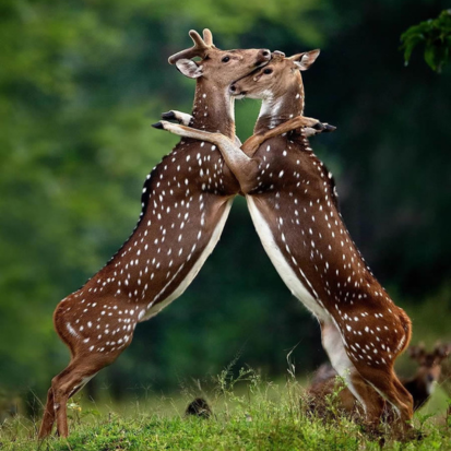 Ranthambore National Park