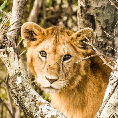 Tiger Safari Tour